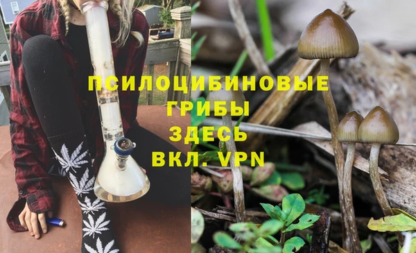 прущие грибы Абинск